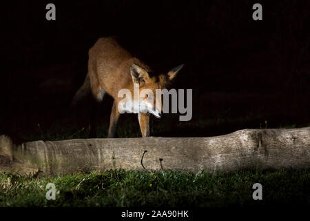 Volpe rossa selvatica, urbana (Vulpes vulpes) isolato al buio, scavenging nel giardino britannico di notte, catturato nei riflettori. Foto Stock