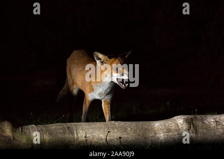 Close up wild, affamati, urban red fox (Vulpes vulpes) catturati in Sicurezza alla ribalta isolato nel buio, foraggio per gli alimenti in un giardino del Regno Unito durante la notte. Foto Stock