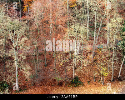 In autunno gli alberi lungo la lunga passeggiata lungo il fiume Nidd a Knaresborough North Yorkshire, Inghilterra Foto Stock