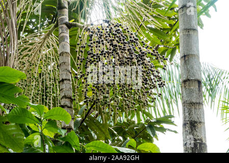 Palme Acai con mazzo di bacche acai fresche nella foresta pluviale amazzonica. Concetto di cibo sano, benessere, salute, vitamine, super cibo, ambiente. Foto Stock