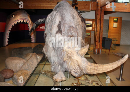 Rinoceronti lanosi Coelodonta antiquitatis Display a tenuta Ecomare Santuario, Texel, Paesi Bassi Foto Stock