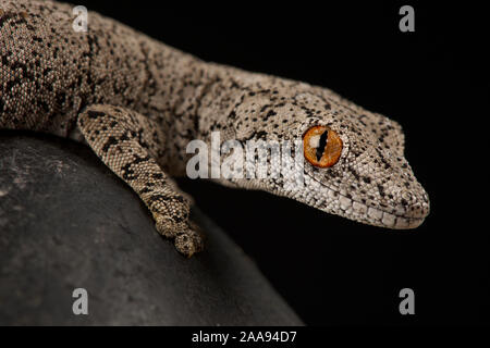 Spinosa orientale-tailed gecko (Strophurus intermedius) Foto Stock