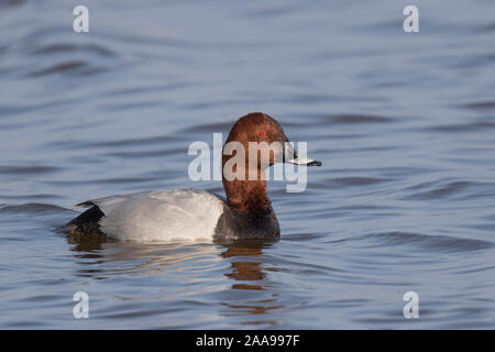 Pochard anatra maschio nuota a Deepdale Marsh Norfolk. Foto Stock