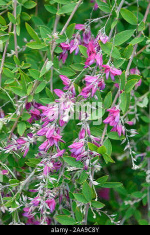 Buschklee (Lespedeza thunbergii) Foto Stock