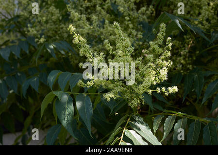 Ailanthus altissima albero in fiore Foto Stock