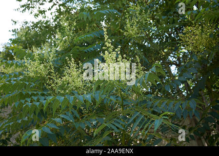 Ailanthus altissima albero in fiore Foto Stock