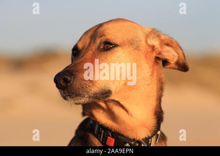 Nero e marrone testa di cane guarda a sinistra Foto Stock