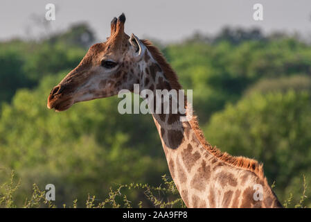 Southern African giraffa nella Riserva di Mashatu Botswana Foto Stock