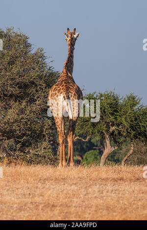 Southern African giraffa nella Riserva di Mashatu Botswana Foto Stock