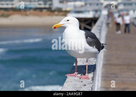 Aringa Gabbiano a San Diego, California, Stati Uniti d'America Foto Stock