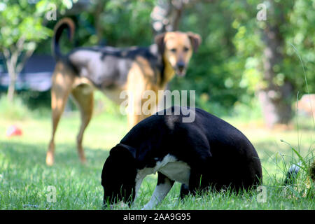 Due cani in giardino Foto Stock