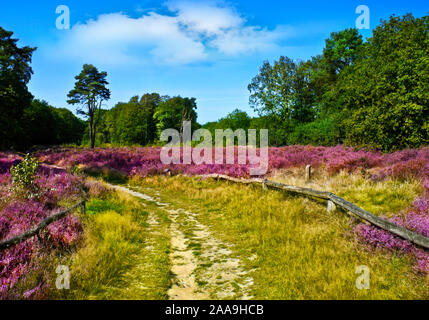 Fioritura di erica stagionali il paesaggio in Germania Foto Stock