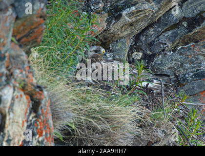 La poiana ruvida zampe (Buteo lagopus) sul nido, in alto su una scogliera, Jotunheimen, Norvegia Foto Stock