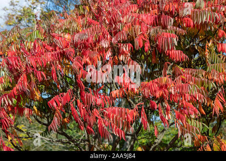 Rhus typhina Radiance 'Sinrus' . La Staghorn sumac o feste di addio al celibato il corno sumach impianto in autunno Foto Stock