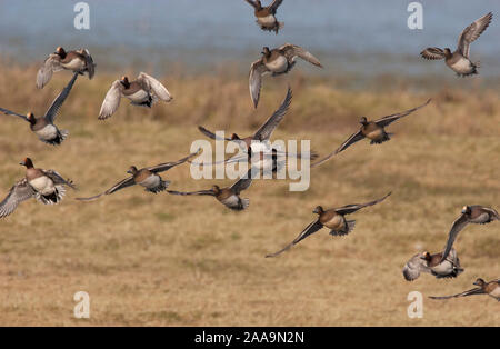 Wigeon, Anas penelope, Gregge di decollare su lavaggi. Presa di gennaio. Welney, Norfolk, Regno Unito Foto Stock