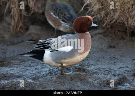 Wigeon, Anas penelope, singolo maschio adulto in piedi sul fango. Presa di gennaio. Cley, Norfolk, Regno Unito. Foto Stock