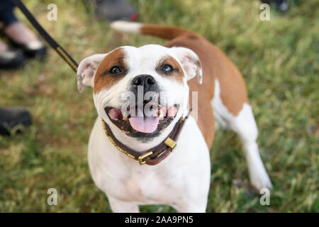 Sorridente Staffordshire Bull Terrier Cercando e creando per la fotocamera Foto Stock