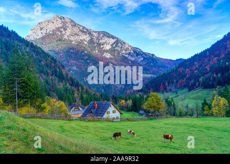 Un panorama alpino in Rabanov Kot con la caduta delle foglie colore nella valle di Logar, Slovenia, l'Europa. Foto Stock