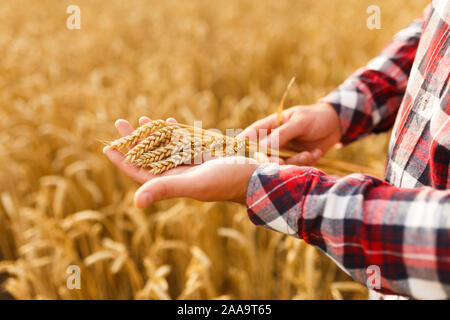 Uomo con spighe di grano su uno sfondo di un campo di grano. Agronomo agricoltore si preoccupa per il suo prodotto per il ricco raccolto sul tramonto Foto Stock