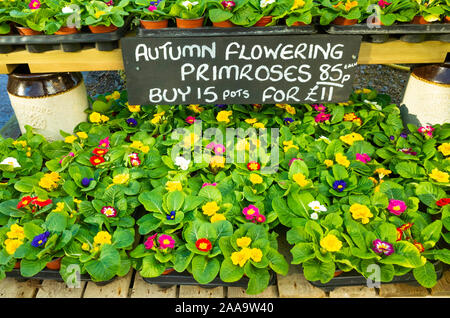 Fioritura autunnale primrose impianti per la vendita in un centro giardino in autunno 2019 prezzo 0,85 sterline per vaso o 15 pentole per £11 Foto Stock
