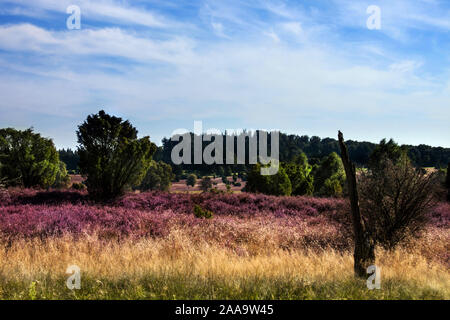 Il paesaggio in Germania Lueneburger Heide Foto Stock