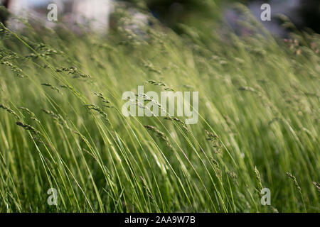 Verde brillante tendente erba soffio di vento Foto Stock