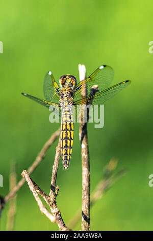Nastrare groundling dragonfly (Brachythemis leucosticta) appoggiato su un ramo ramoscello, Entebbe, Uganda Foto Stock