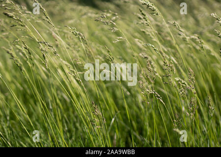 Verde brillante tendente erba soffio di vento Foto Stock