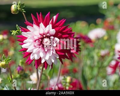 Dalie in fiore nel giardino Foto Stock