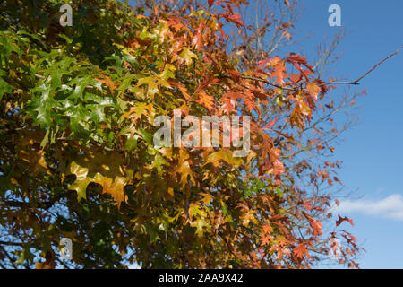 Colorato Foglie di autunno del perno di quercia o di palude spagnolo quercia (Quercus palustris) in un bosco giardino Foto Stock