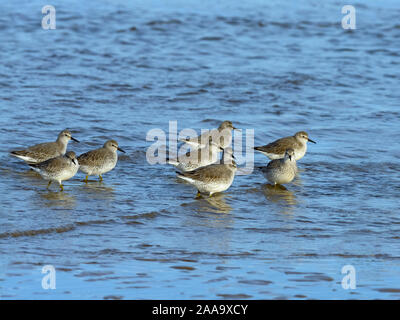 Nodo Calidris canutus avanzamento sul litorale Titchwell Norfolk Foto Stock