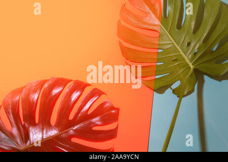 Tropical monstera e foglie di palmo in controluce sul corallo e sfondo blu. Piatto stile di laici. Foto Stock