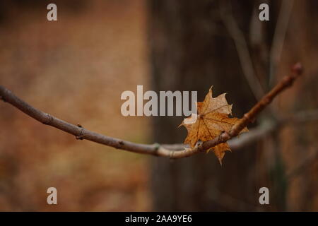 Brown dry maple leaf su un ramo. Bosco autunnale, offuscata sfondo naturale. Foto Stock