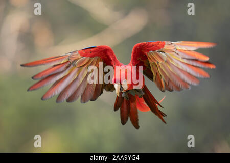 Scarlet Macaw in volo. Ara macaro. Foto Stock