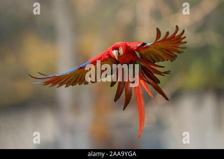 Scarlet Macaw in volo con ali spiegate. Foto Stock