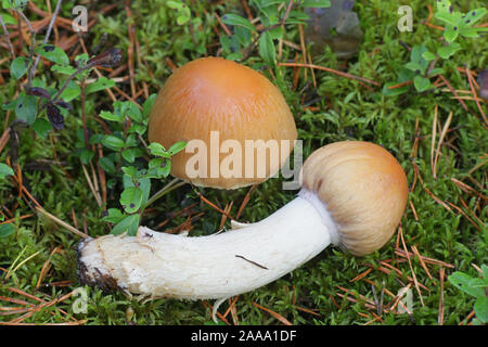 Cortinarius caperatus, noto come la zingara, funghi selvatici funghi commestibili dalla Finlandia Foto Stock