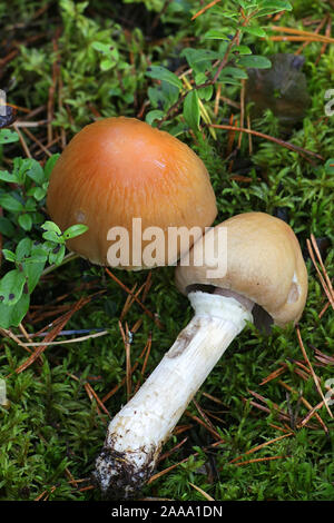 Cortinarius caperatus, noto come la zingara, funghi selvatici funghi deliziosi dalla Finlandia Foto Stock