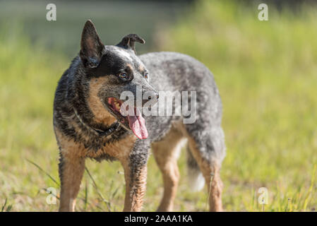 Gentile obbediente vecchio Miniature pinscher è in posa di fronte all'acqua. Foto Stock