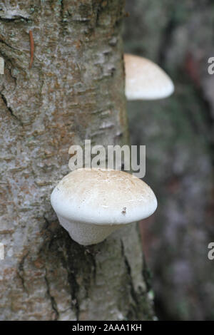 Fomitopsis betulina (Piptoporus betulinus), conosciuta come la betulla polypore, staffa di betulla, o un rasoio strop, un medicinale tradizionale fungo dalla Finlandia Foto Stock