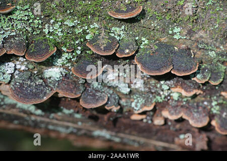 Phellinus viticola, una staffa fungo dalla Finlandia Foto Stock