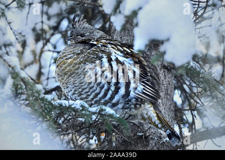 Un selvaggio Ruffed Grouse 'Bonasa umbellus', arroccata su una coperta di neve albero di abete rosso nella foresta di Alberta in Canada. Foto Stock