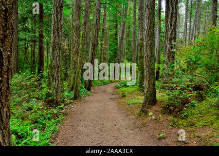 Un west coast Sentiero escursionistico attraverso un boschetto di alberi maturi sull'Isola di Vancouver British Columbia Canada. Foto Stock