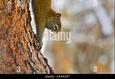 Uno scoiattolo rosso ' Tamiasciurus hudsonicus', salendo verso il basso il tronco di un albero di abete rosso in riral Alberta Canada Foto Stock