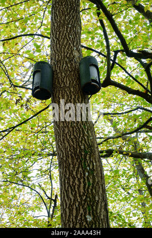 Bat scatole di nido attaccato al tronco di un albero di cenere con uno sfondo di colore di autunno. Foto Stock