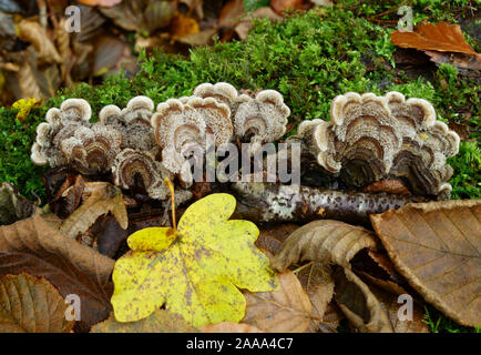I funghi che crescono su un muschio coperto log. Foto Stock