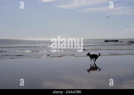Border Collie correndo libero sulla spiaggia a Criccieth, il Galles del Nord Foto Stock