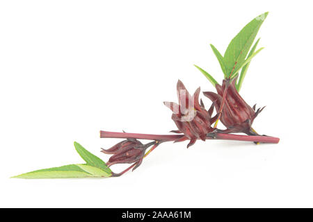 Roselle, giamaicano Sorelor o Hibiscus sabdariffa isolato su sfondo bianco con tracciato di ritaglio Foto Stock
