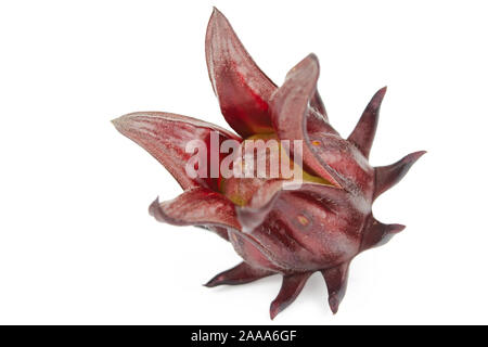 Roselle, giamaicano Sorelor o Hibiscus sabdariffa isolato su sfondo bianco con tracciato di ritaglio Foto Stock