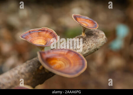 Fungo marrone Microporus xanthopus Fr. Kuntze sul ramo di albero Foto Stock