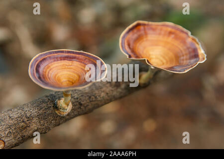 Fungo marrone Microporus xanthopus Fr. Kuntze sul ramo di albero Foto Stock